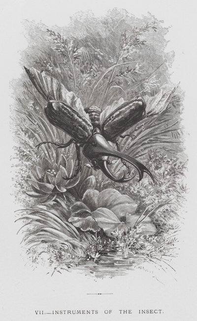 The Insect: Instruments of the Insect (rytina) od Hector Giacomelli