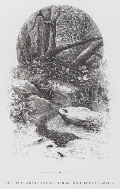 Závěsný od Hector Giacomelli