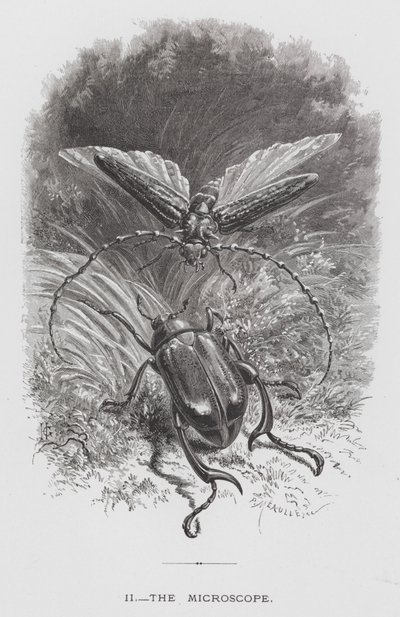 The Insect: The Microscope (rytina) od Hector Giacomelli