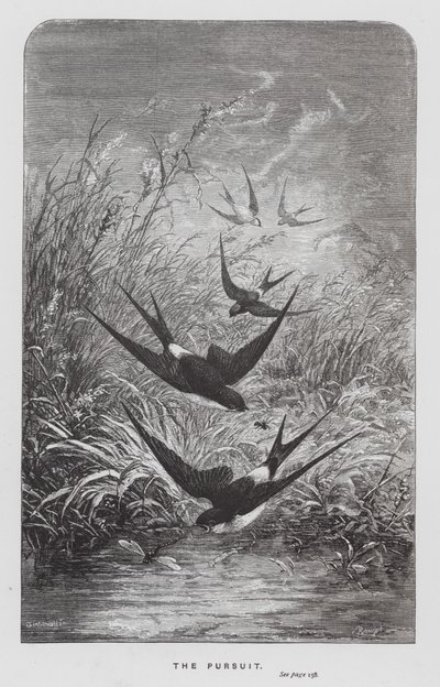 The Insect: The Pursuit (rytina) od Hector Giacomelli