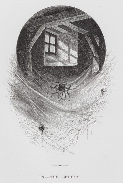 The Insect: The Spider (rytina) od Hector Giacomelli
