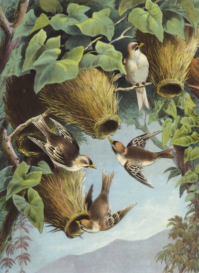Weaver Bird (chromolitho) od Hector Giacomelli