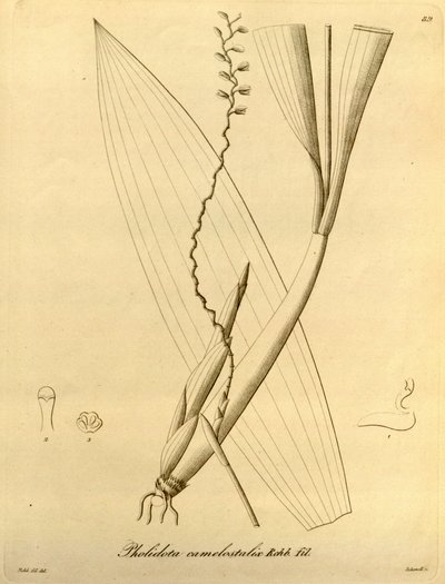 Ilustrace Pholidota camelostalix od Heinrich Gustav Reichenbach