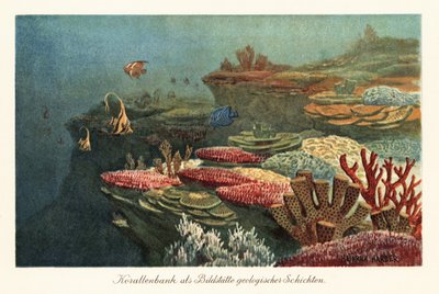 Starověké korálové útesy na dně oceánu. od Heinrich Harder