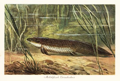 Vyhynulý Ceratodus latissimus mezi rákosím na dně oceánu. od Heinrich Harder