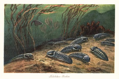 Vyhynulí trilobiti na dně oceánu. od Heinrich Harder