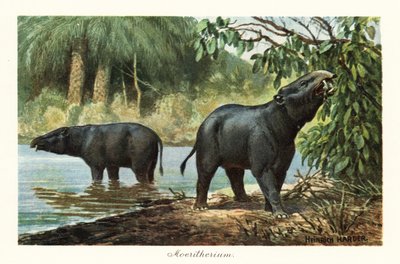 Moeritherium, vyhynulý rod proboscidean z eocénu. ,1908 (tisk) od Heinrich Harder