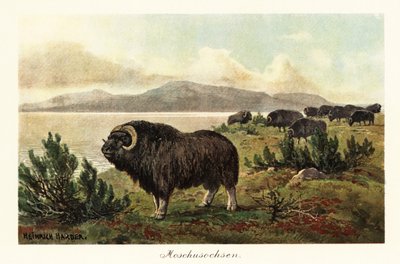 Pižmoň nebo pižmoň, Ovibos moschatus., 1908 (tisk) od Heinrich Harder
