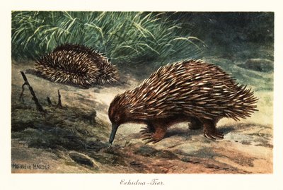 Echidna krátkozobá, Tachyglossus aculeatus, shánějící potravu. od Heinrich Harder