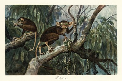 Tarsius, haplorrhine primát rod nártounů., 1908 (Tisk) od Heinrich Harder