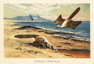 Dva archeopteryxové hledající potravu na pobřeží. od Heinrich Harder