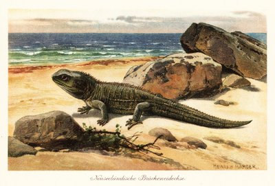 Zranitelný tuatara, Sphenodon punctatus, na břehu. od Heinrich Harder