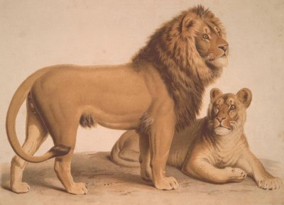Lev / Felis Leo od Heinrich Leutemann