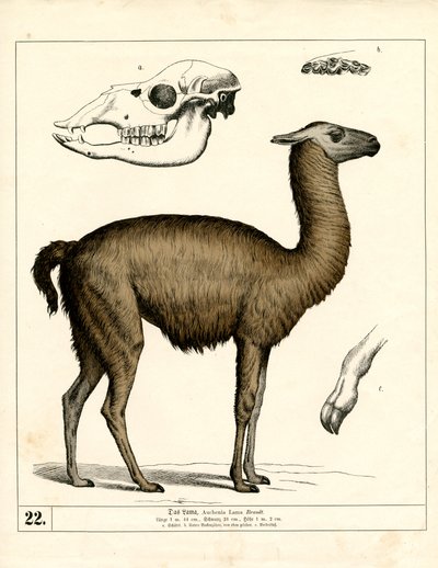 Lama s lebkou a anatomickými detaily od Heinrich Leutemann
