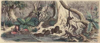 Břeh řeky v Guyaně (barevná rytina) od Heinrich Leutemann