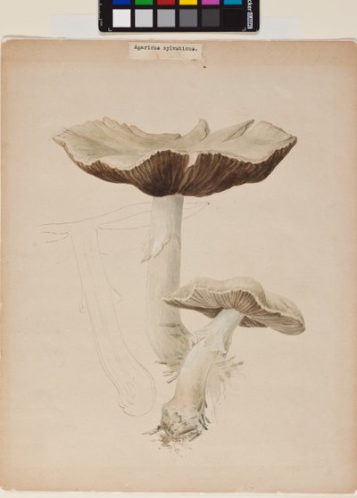 Agaric Augustus od Helen Beatrix Potter