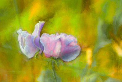 Podzimní Sweetpea I, 2018 od Helen White