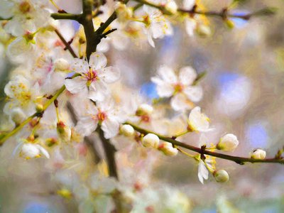 Blossom Joy, 2019 od Helen White