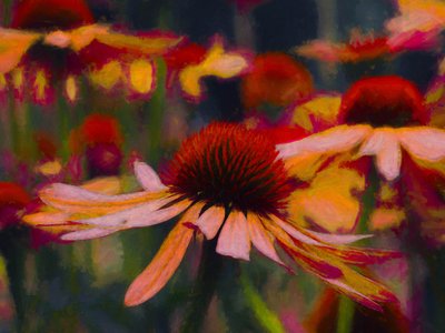 Daisy Daisy, 2019 od Helen White