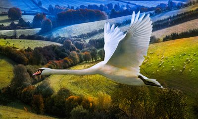 First Flight of Dawning Day, 2020 od Helen White