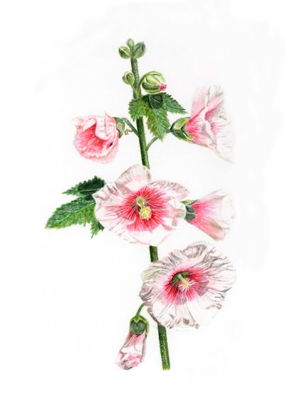 Hollyhocks, 2021 od Helen White