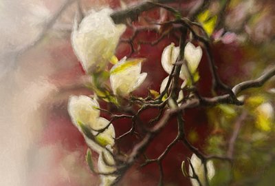 Magnolie, 2018 od Helen White