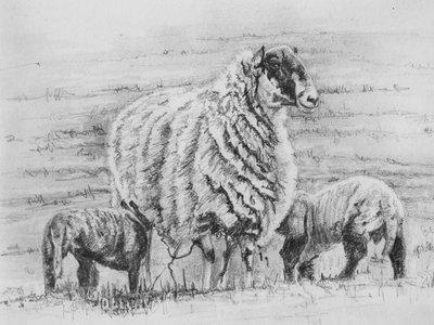 Proud ewe, 2012, (kresba tužkou) od Helen White