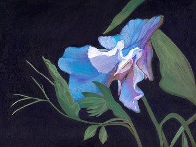 Sweet Pea, 2020 (akryl na palubě) od Helen White