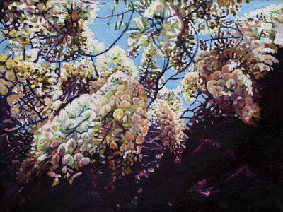Bílá vistárie, 2012, od Helen White