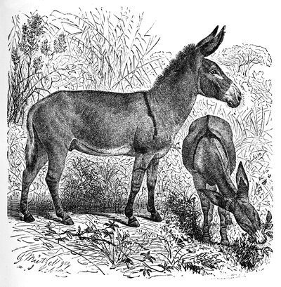 African Wild Ass, c1900 od Helena J. Maguire