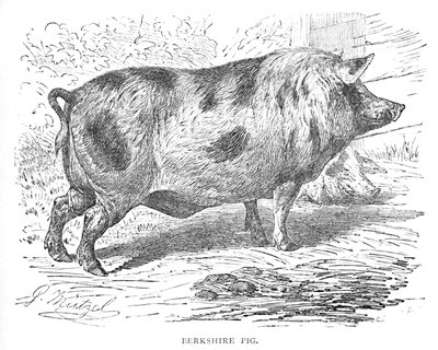 Berkshire Pig, c1900 od Helena J. Maguire