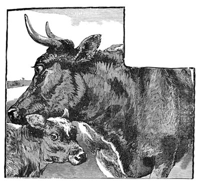 Kráva a tele, c1900 od Helena J. Maguire