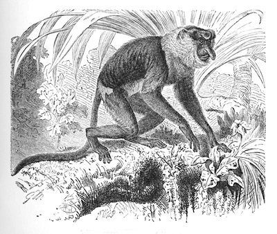 Proboscis Monkey, c1900 od Helena J. Maguire