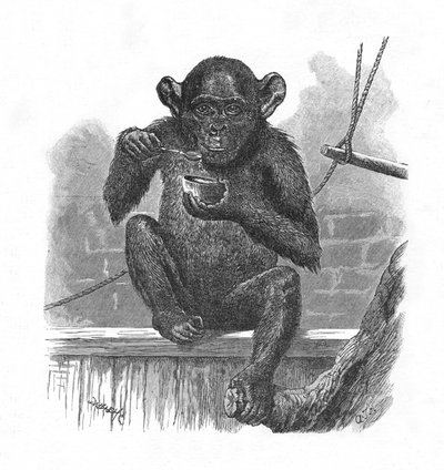 The Chimpanzee Sally., c1900 od Helena J. Maguire