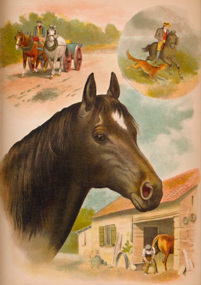 Kůň, c1900 od Helena J. Maguire