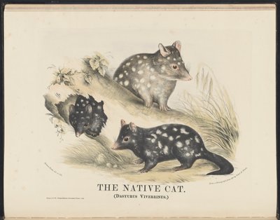 Savci Austrálie (Krefft) Nla.obj-33627803-14 Nativní kočka od Helena Scott