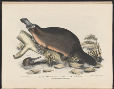 Savci Austrálie (Krefft) Nla.obj-33627803-16 ptakopysk ptakopysk od Helena Scott