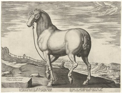 Kůň z Korsiky Corsvs (název na objektu) Plemena koní z královské stáje Dona Juana z Rakouska (název seriálu) Equile Ioannis Austriaci Caroli (název série) od Hendrick Goltzius (possibly)