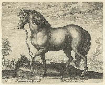 Kůň z Kalábrie Calaber (název na objektu) Plemena koní z královské stáje Dona Juana z Rakouska (název seriálu) od Hendrick Goltzius