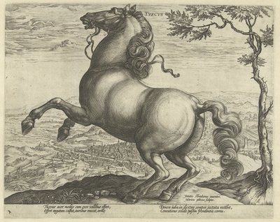 Kůň z Toskánska tvscvs (název na objektu) Plemena koní z královské stáje Dona Juana z Rakouska (název seriálu) od Hendrick Goltzius