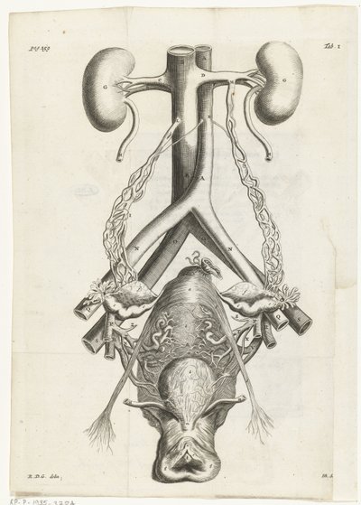 Anatomický obraz ženských genitálií a ledvin Knižní ilustrace pro: Reinier de Graaf, All the works, Amsterdam, 1686 od Hendrik Bary