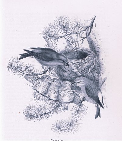 Crossbills, Nature in Britain vydalo nakladatelství Collins, 1946 od Hendrik Gronvold