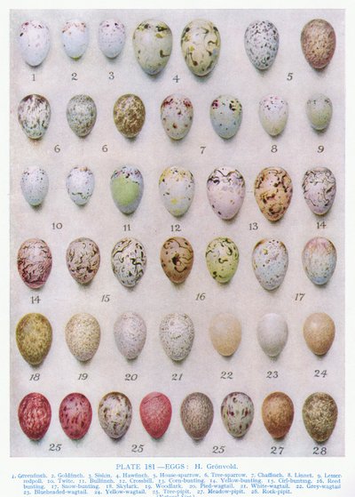 Vejce čeledi vranovitých, ilustrace z knihy "British Birds" autorů Kirkman und Jourdain, 1966 od Hendrik Gronvold
