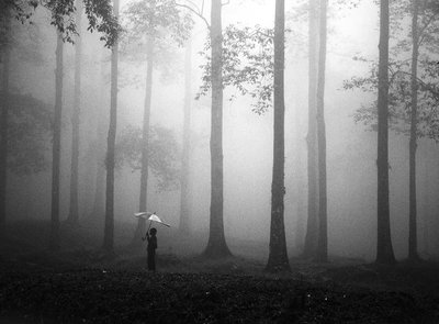 Deštník Misty Woods od Hengki Lee