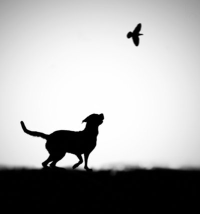 Hravá silueta psa a ptáka od Hengki Lee