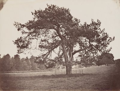 Hamilton Palace Park (Parasol Pine), asi 1858 (foto) od Henri Charles de Rostaing