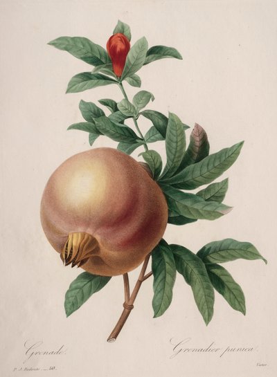 Výběr z nejkrásnějších květin...nejkrásnější ovoce: Granátové jablko, 1827. od Pierre Joseph Redouté