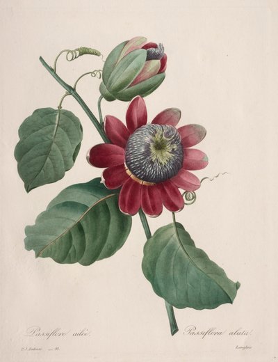 Výběr z nejkrásnějších květin...nejkrásnějších plodů: Passiflore ailee, 1827. od Pierre Joseph Redouté