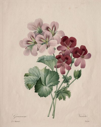 Geranium, 1827. od Pierre Joseph Redouté
