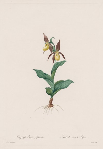 Les Liliacées: Cypripedium calceolus, 1802-1816 von Pierre Joseph Redouté